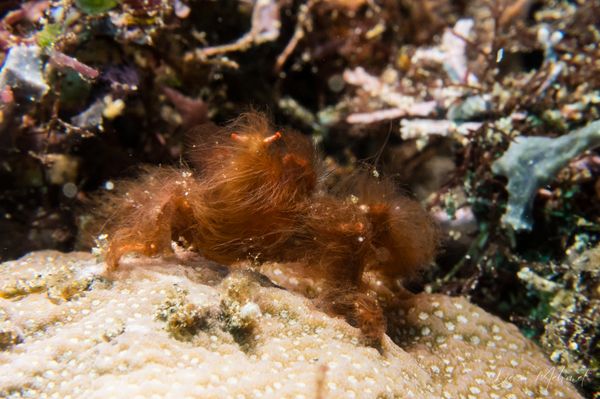 Orangutan Crab - Photo 3