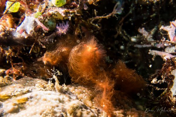 Orangutan Crab - Photo 4
