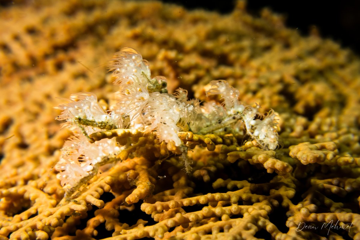 Soft Coral Spider Crab hero image