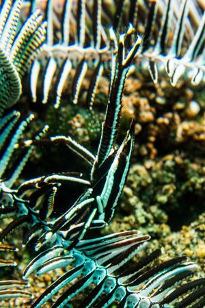 Arthropods representative species