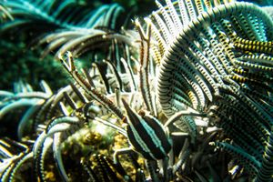 Elegant Squat Lobster