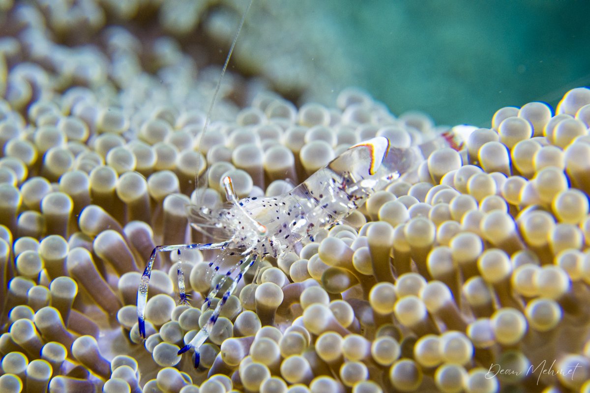 Holthuis Anemone Shrimp hero image