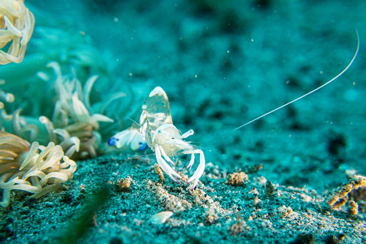 Magnificent Anemone Shrimp hero image