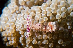 Anemone Shrimps representative species