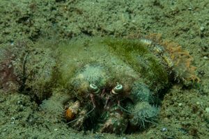Anemone Hermit Crab