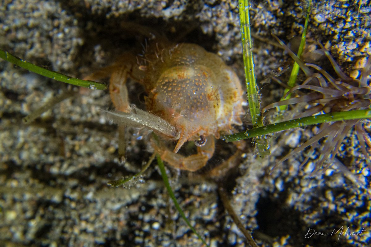 Masked Burrowing Crab hero image