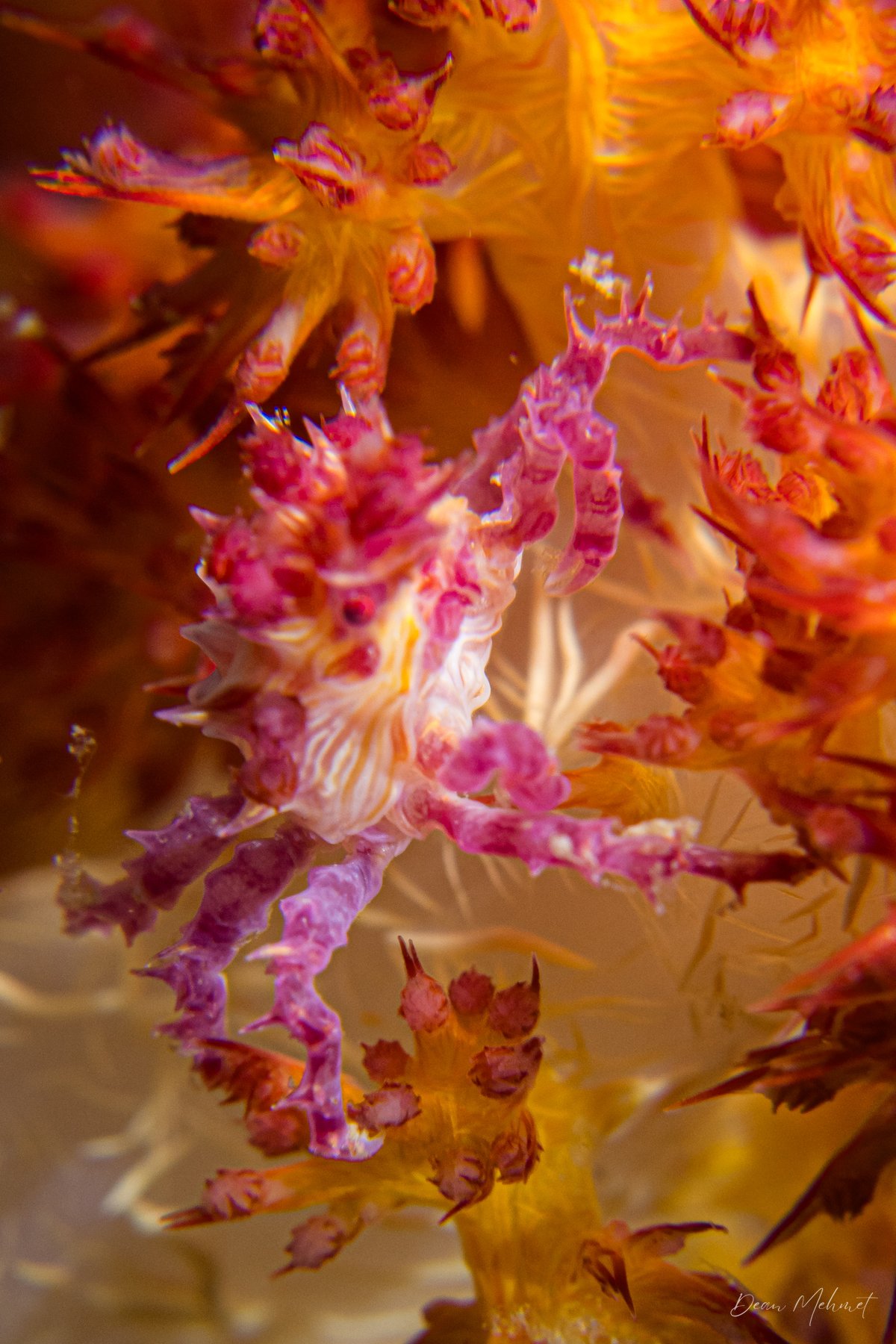 Soft Coral Crab hero image