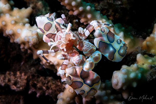 Harlequin Shrimp