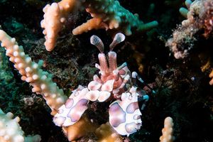 Harlequin Shrimp representative species