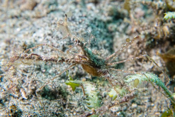 Thorny Elbow Crab