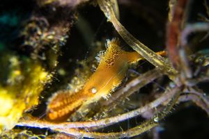 Donald Duck Shrimp representative species