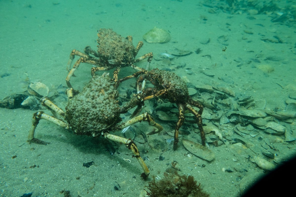 Blairgowrie Pier hero image