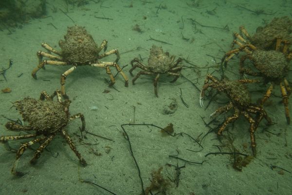 Blairgowrie Pier - Media 3