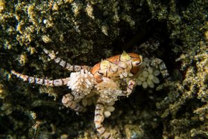 Boxer Crab representative species