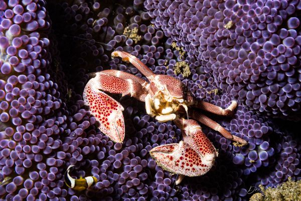 Anemone Porcelain Crab