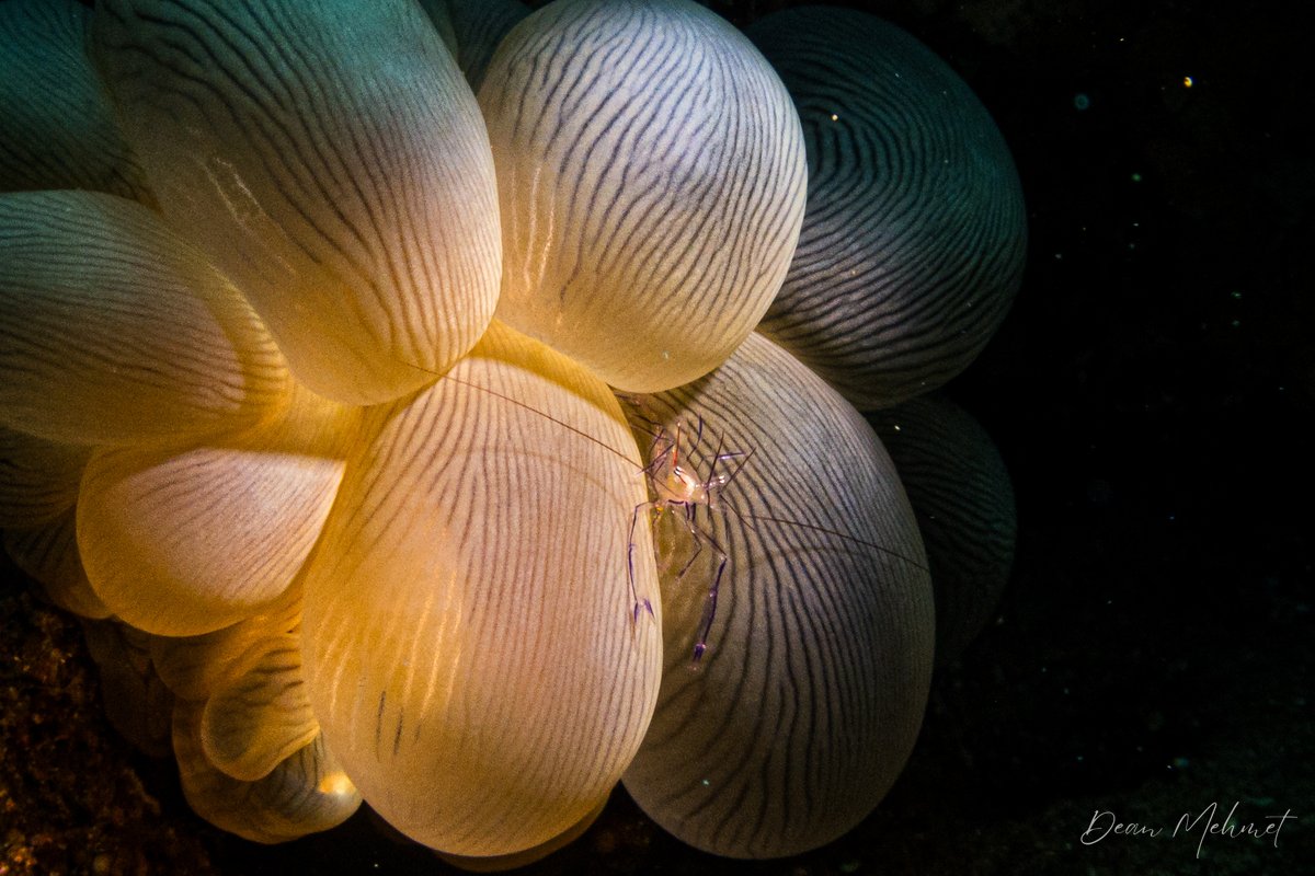 Bubble Coral Shrimp hero image