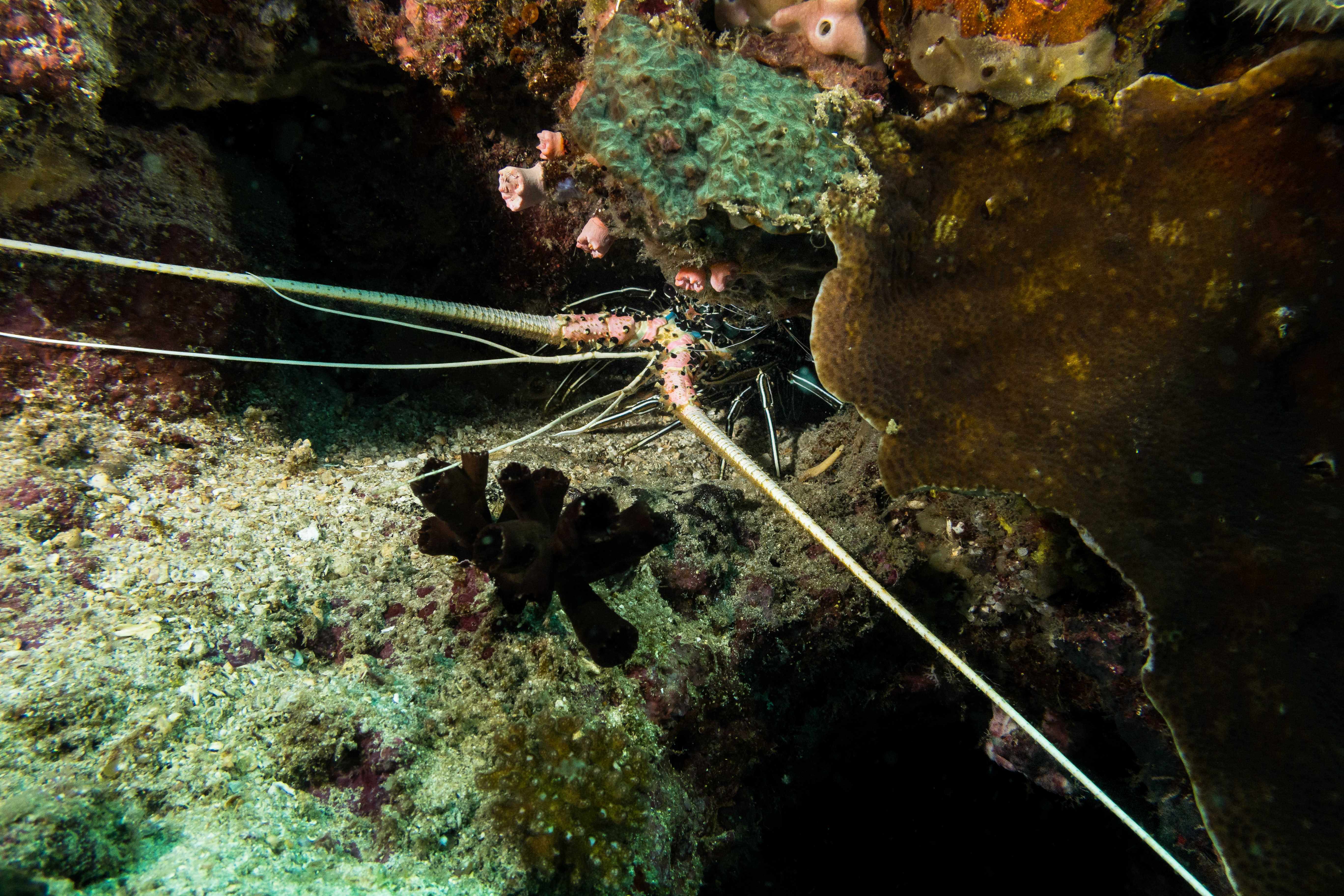 Painted Spiny Lobster
