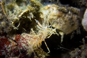 Spiny Tiger Shrimp representative species