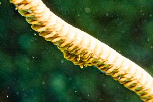 Anker's Whip Coral Shrimp representative species