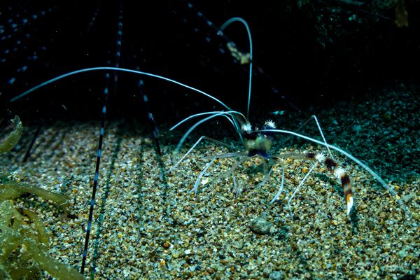 Banded Coral Shrimp