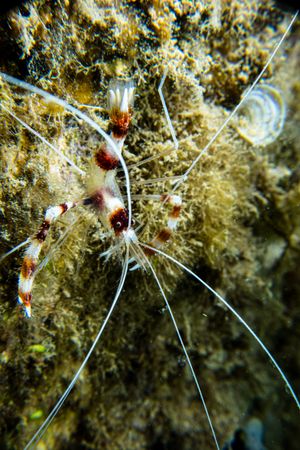 Banded Coral Shrimp representative species