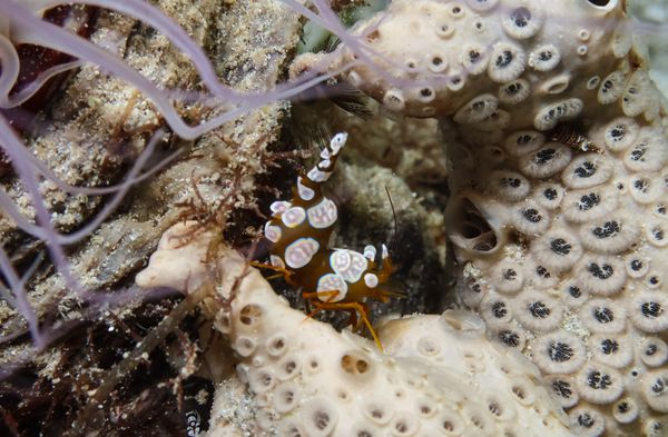 Squat Anemone Shrimp - Photo 11