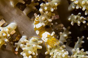 Squat Anemone Shrimp from Moalboal, Philippines