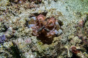 Lisa's Mantis Shrimp