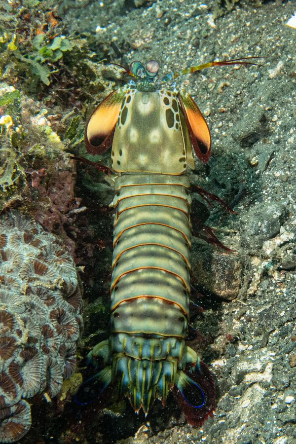 Peacock Mantis Shrimp
