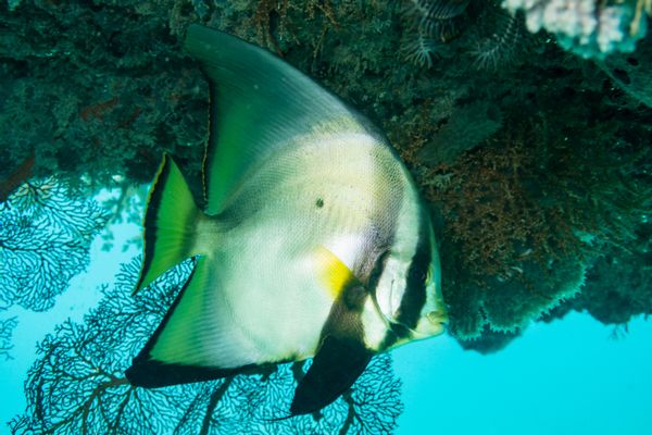 Dusky Batfish