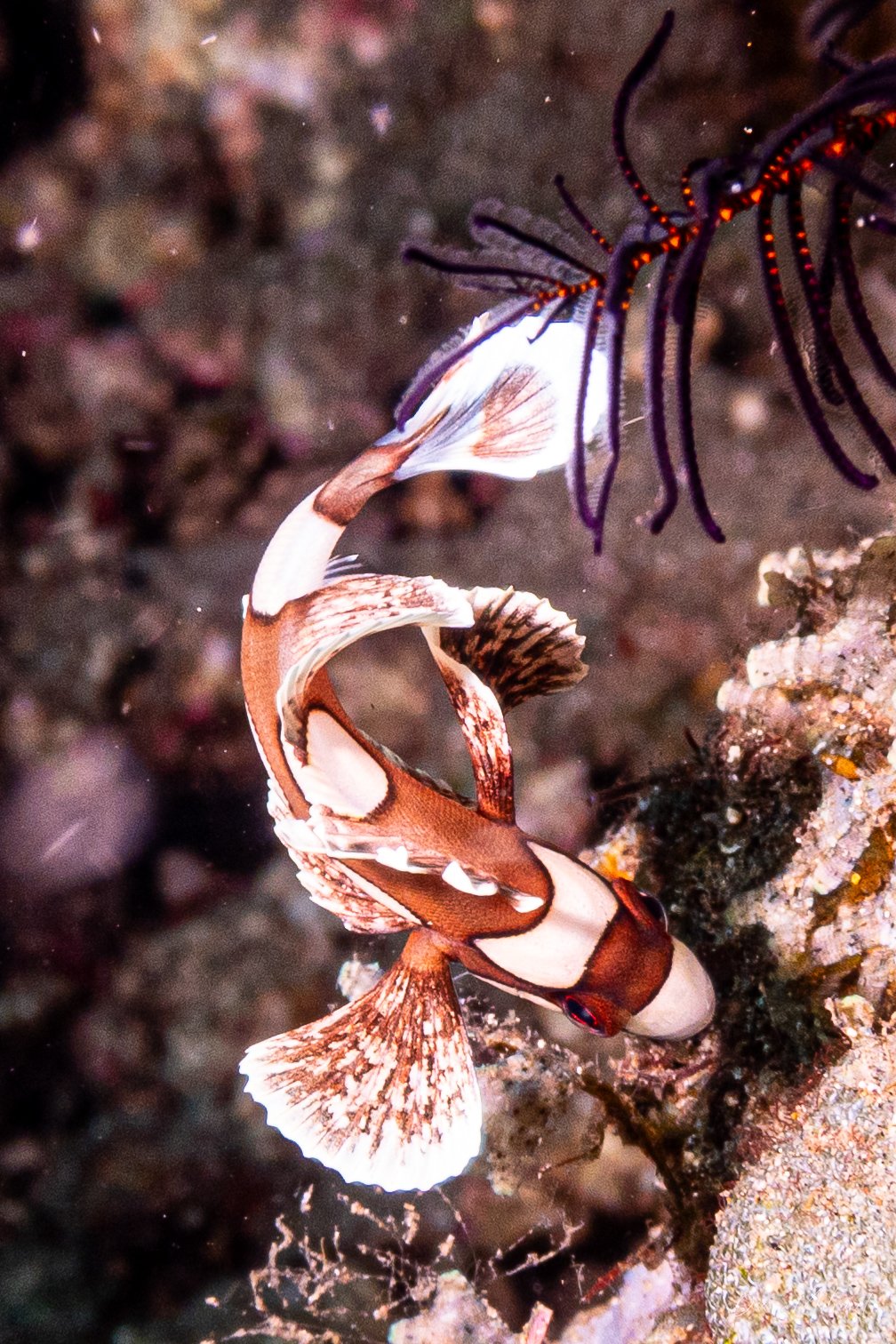 Harlequin Sweetlips hero image