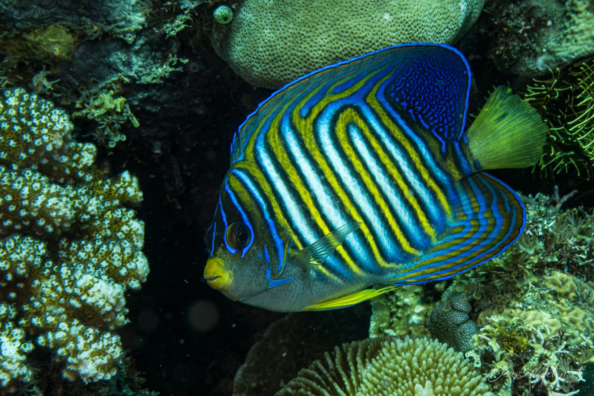 Regal Angelfish hero image