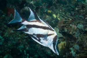 Spectacular Reef dive