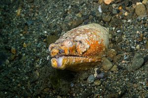 True Eels representative species