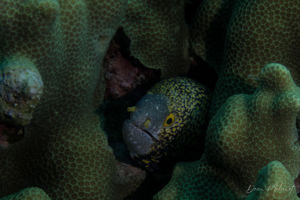 Snowflake Moray