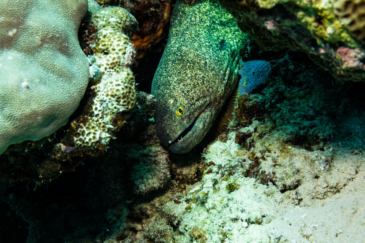 Yellowmargin Moray hero image
