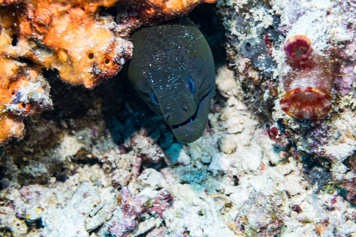 Giant Moray hero image