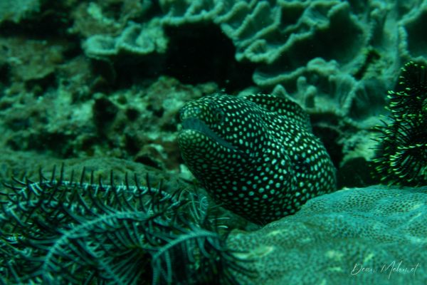 Whitemouth Moray