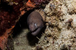 White-eyed Moray from Moalboal, Philippines