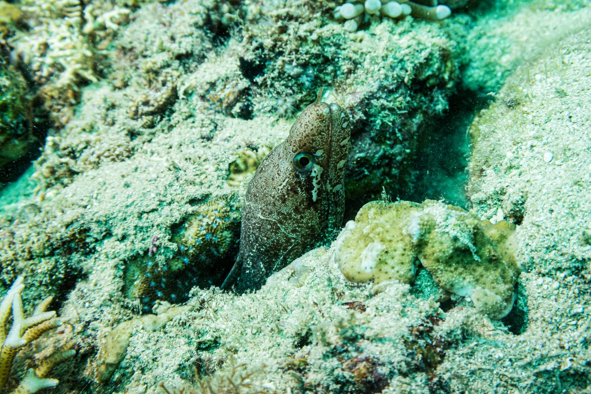 Barred-fin Moray hero image