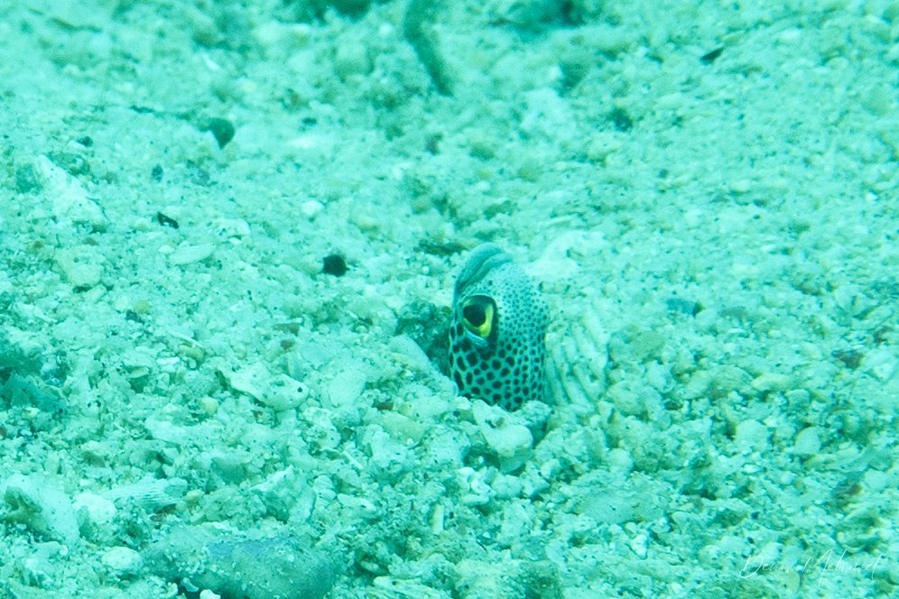 Spotted Garden Eel hero image