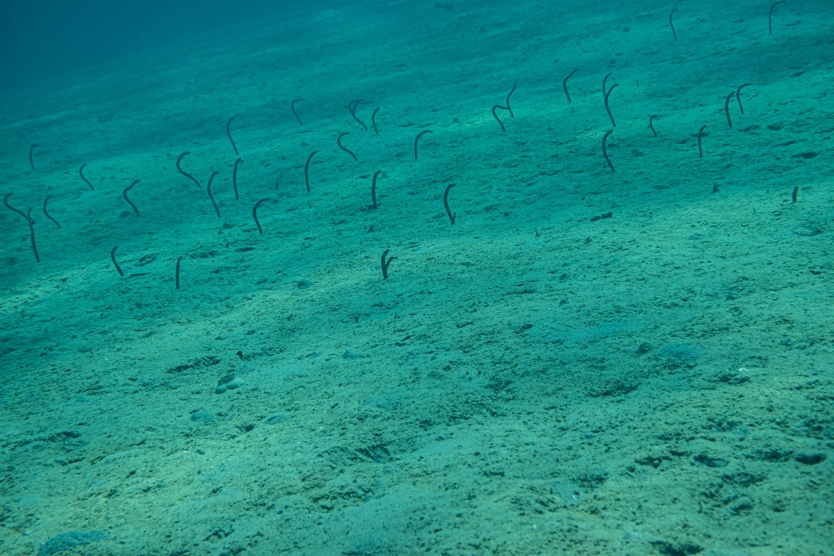 Brown Garden Eel hero image