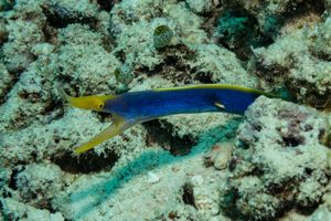 Ribbon Eel