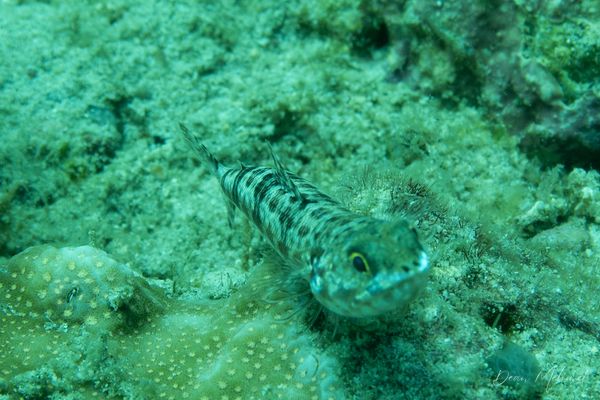 Variegated Lizardfish