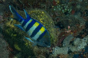 Indo-Pacific Sergeant Major representative species