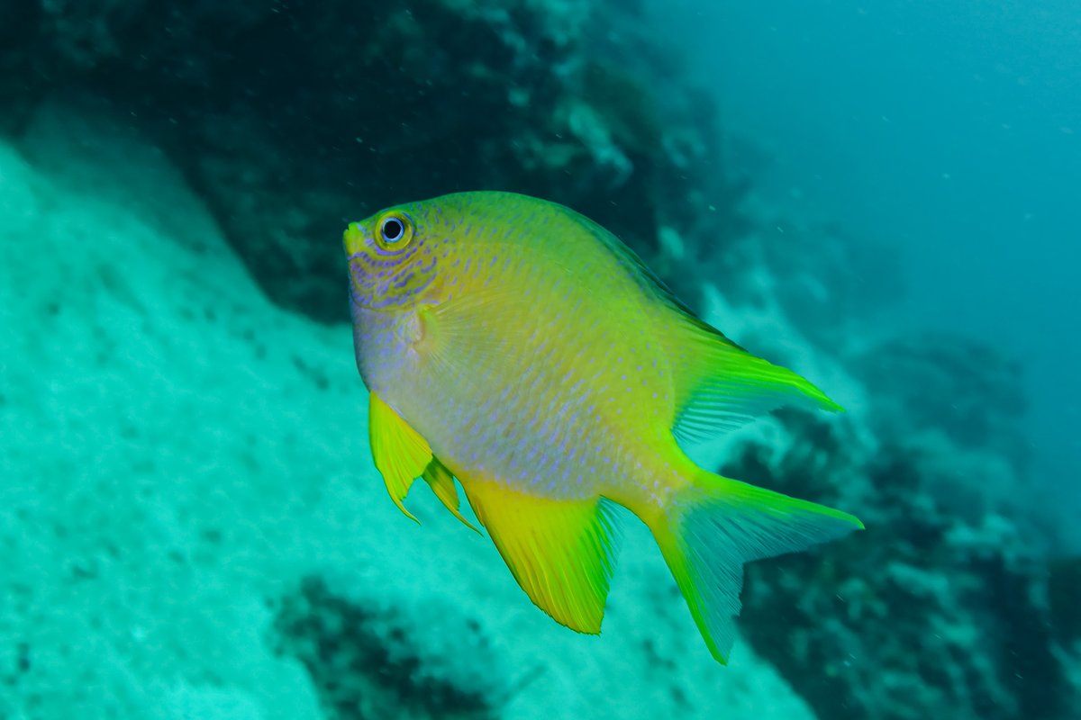 Golden Damselfish