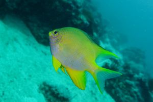 Amblyglyphidodon representative species