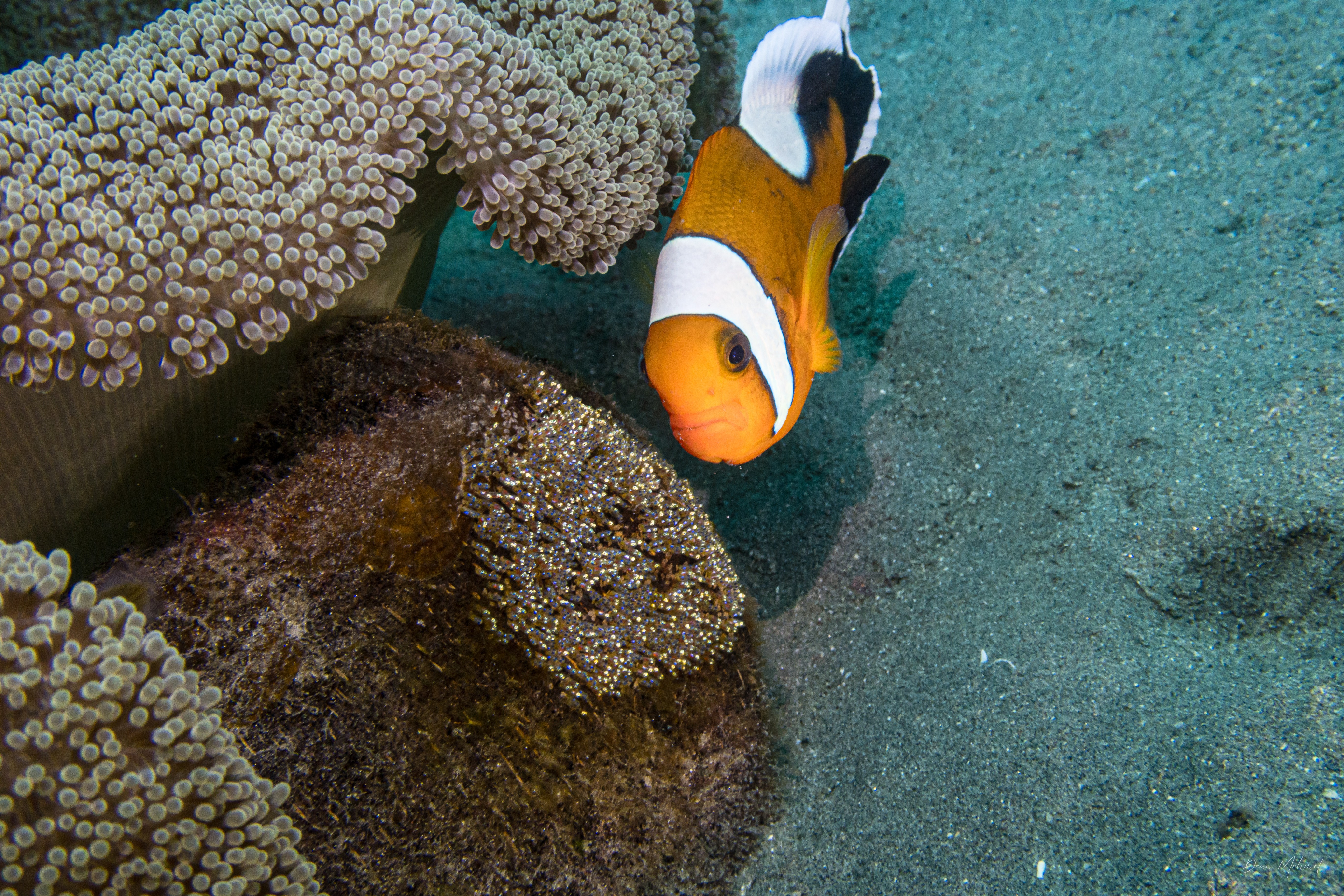 Northern Saddleback Anemonefish