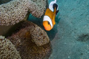 Anemonefishes representative species