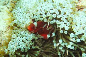 Anemonefishes representative species